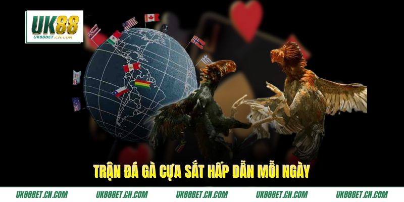 Trận đá gà cựa sắt hấp dẫn mỗi ngày